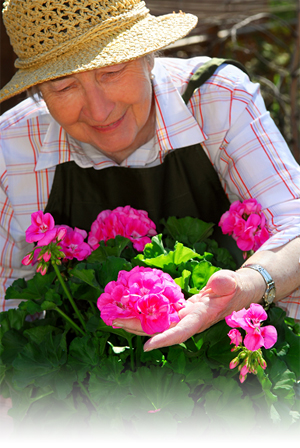 Gardener appreciating Geraniums from Barran Yennie Compost Garden Peat Products