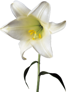 Lily from Barran Yennie Compost Garden Peat Products Lily from Barran Yennie Compost Garden Peat Products