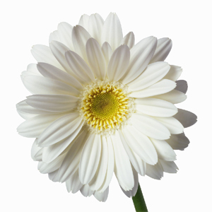Flower from Barran Yennie Compost Garden Peat Products Flower from Barran Yennie Compost Garden Peat Products